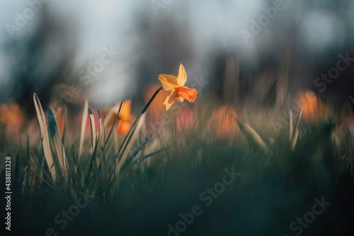 Kwitnące żonkile  © Jakub
