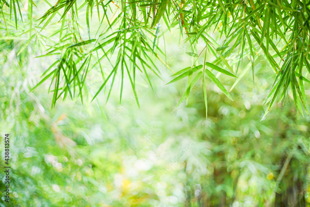 Fototapeta Natura zielony liść bambusa w ogrodzie w lecie. Naturalne zielone liście rośliny wykorzystujące jako wiosenne tło strony tytułowej ekologię środowiska lub tapetę zieleni