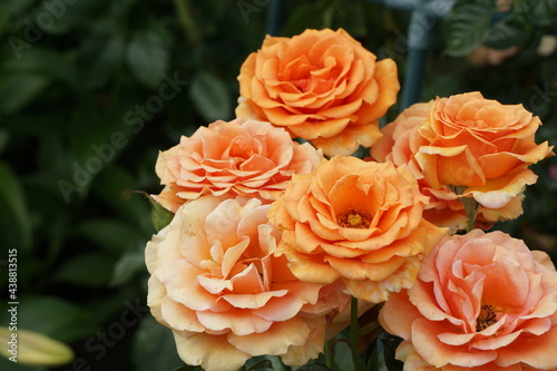 orange roses in a garden