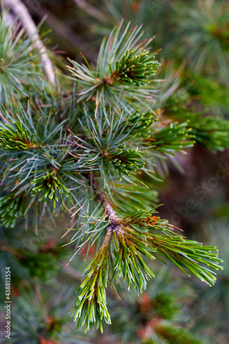 Close up of fir tree with young sprout