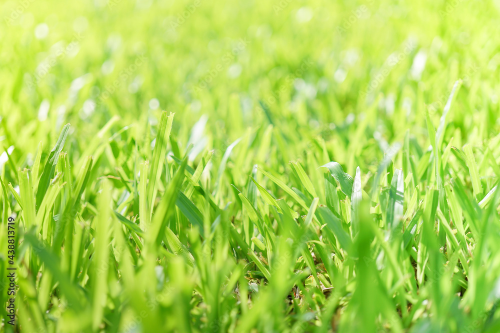 Nature of green leaf in garden at summer under sunlight. Natural green leaves plants using as spring background environment ecology or greenery wallpaper