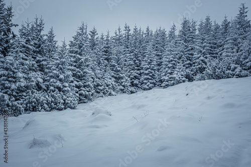 Winter in the forest, Tatra Mountains, Poland. Branches of spruce trees covered with fresh white snow. Selective focus on the plants, blurred background.
