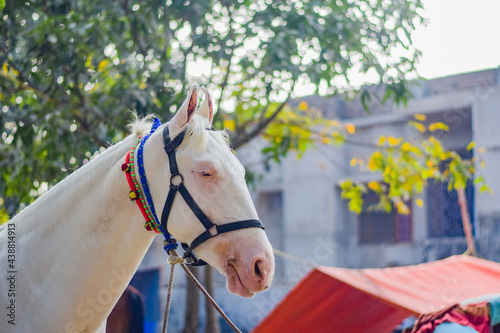 Portrait of beautiful horse and mare at Sonepur cattle fair