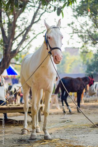 Portrait of beautiful horse and mare at Sonepur cattle fair © Arnav Pratap Singh