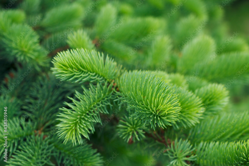 Coniferous green branches with close up. Fir textured backdrop. Christmas tree background. Coniferous green branches with close up. Fir textured backdrop. Christmas tree background.