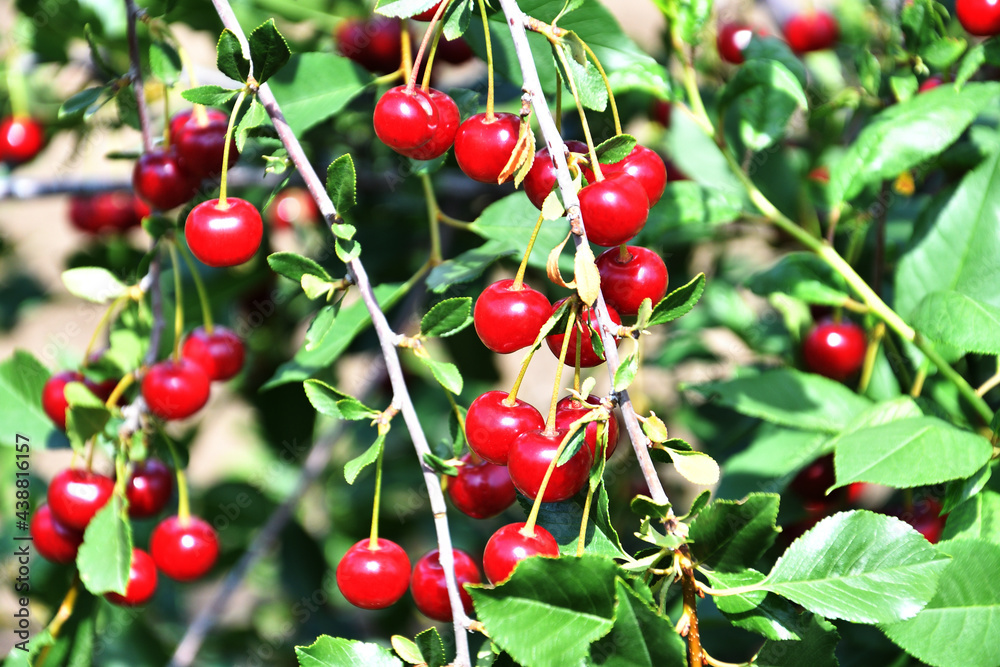 Ripe cherry (Latin. Prunus subg. Cerasus) in the summer garden Ripe cherry (Latin. Prunus subg. Cerasus) in the summer garden