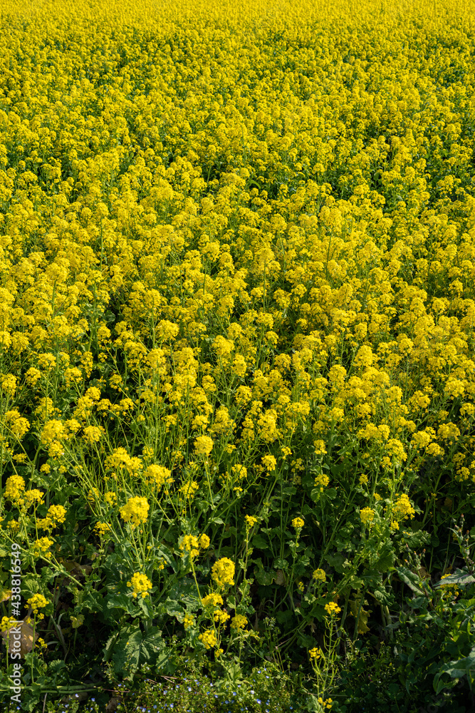 Obraz premium 菜の花畑2021