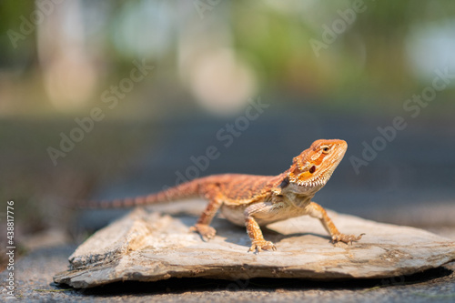 bearded dragon on ground with blur background photo