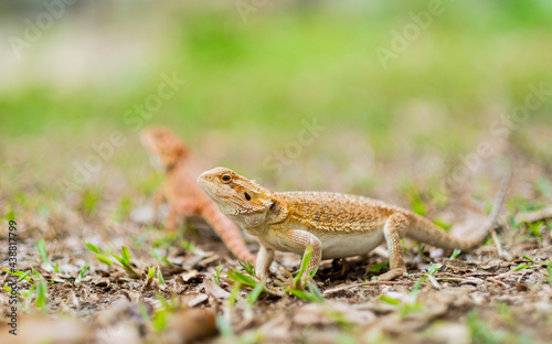 bearded dragon on ground with blur background