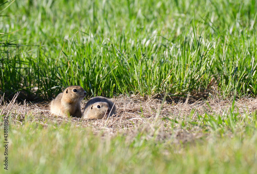 a pair of juvenile Richardson ground squirrels   photo