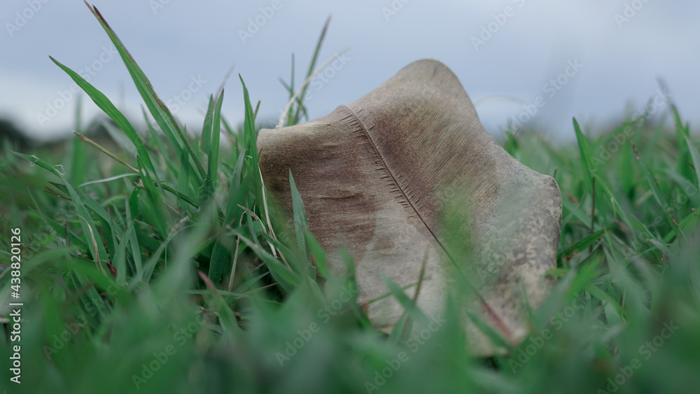 grass in the grass grass in the grass