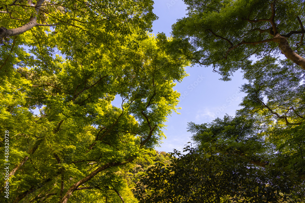 Obraz premium 木々と葉っぱ