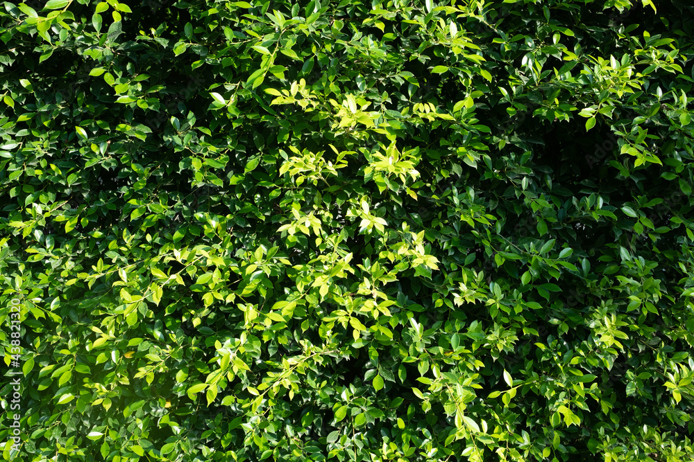 green leaves wall background, leaf wall nature background green leaves wall background, leaf wall nature background