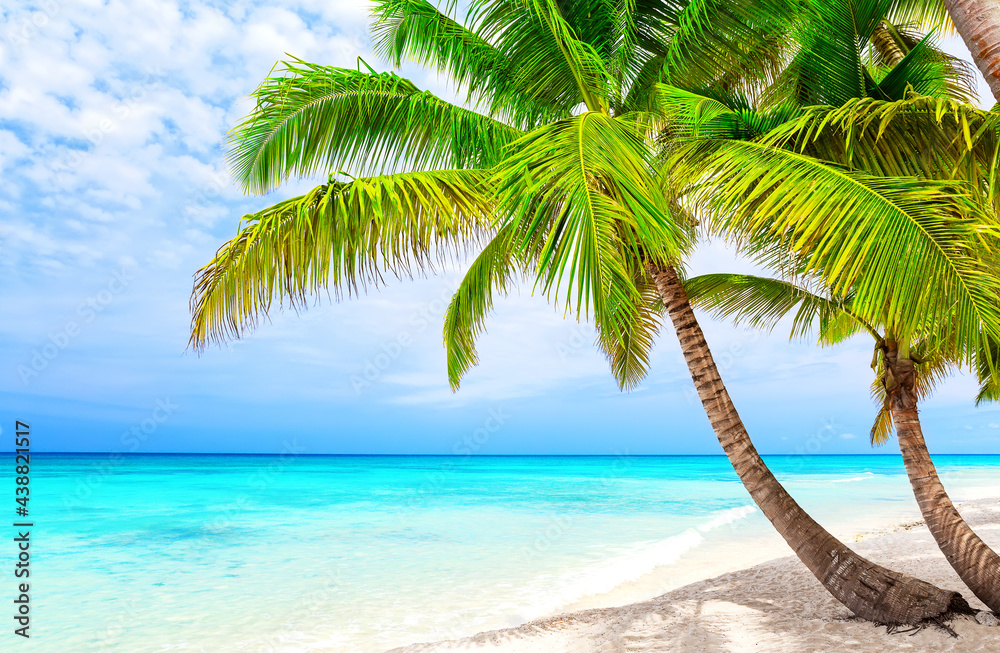 Coconut Palm trees on white sandy beach in Saona island, Dominican Republic.