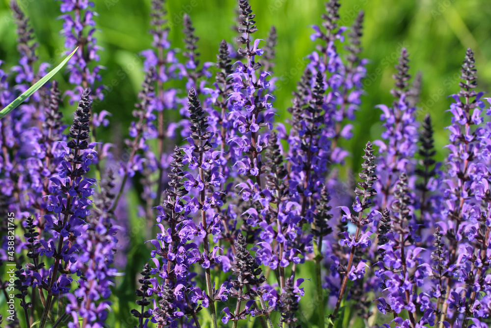 Close-up (macro photography) of a sage flower (lat. Salvia divinorum) with selective focus on natural blurred green background Close-up (macro photography) of a sage flower (lat. Salvia divinorum) with selective focus on natural blurred green background