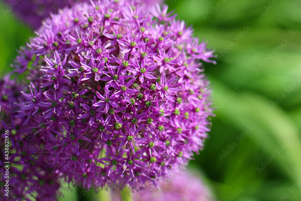 Macro photography of Purple onion ornamental ball on a natural blurry green background Macro photography of Purple onion ornamental ball on a natural blurry green background
