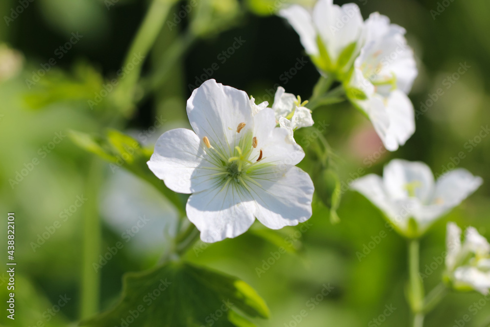 Close-up of a white flower of the buttercup species Close-up of a white flower of the buttercup species