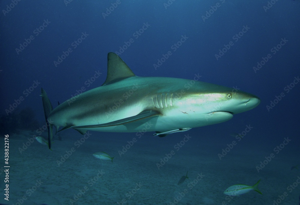 Caribbean Reef Shark at Twilight Caribbean Reef Shark at Twilight