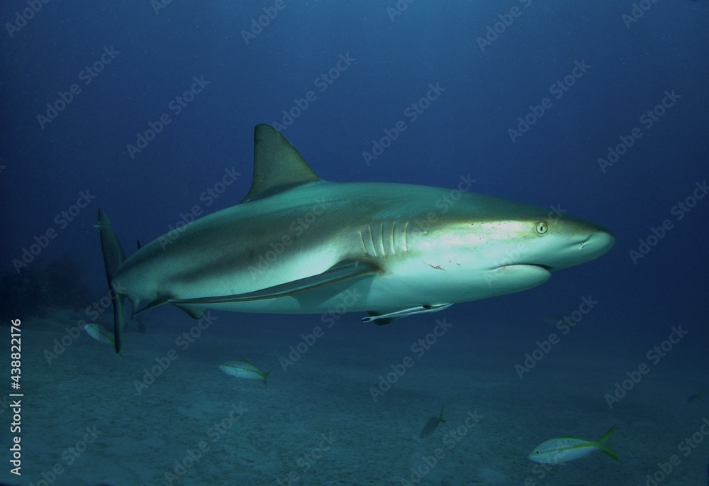 Caribbean Reef Shark at Twilight