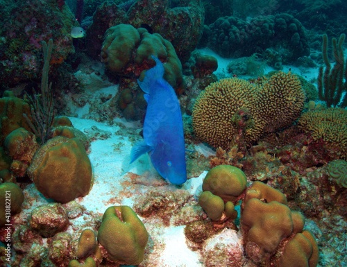 Blue Parrotfish Grazing on the Reef