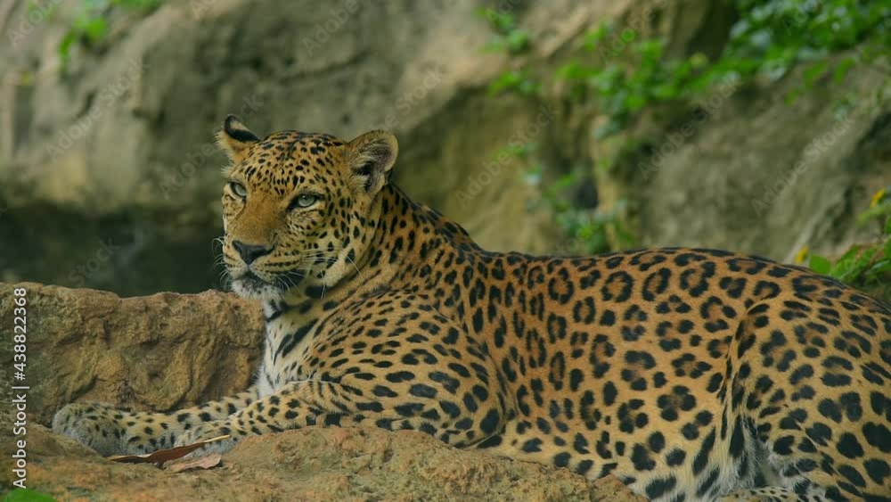 Leopard relaxing after meal is very happy times for him. Leopard relaxing after meal is very happy times for him.
