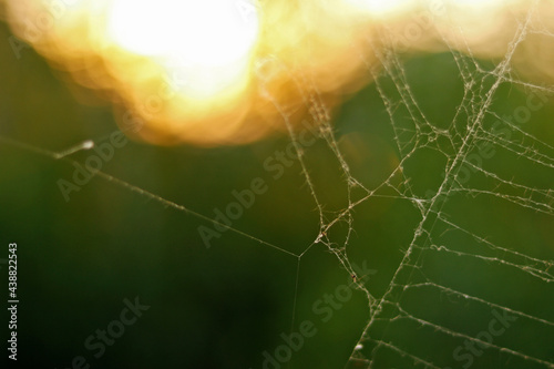 A closeup of spiderweb, sunset and greenery in the background
