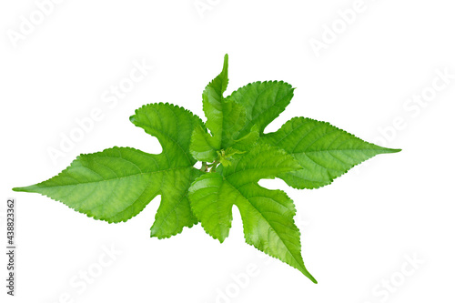 Fresh mulberry  leaf  isolated on white background.