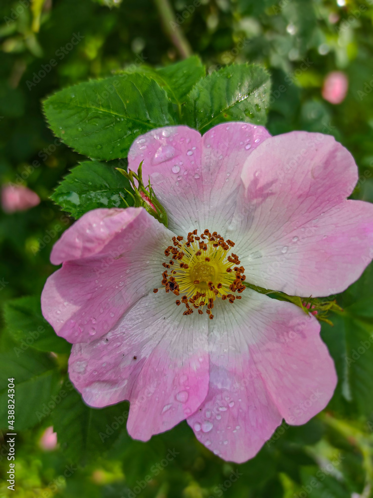 Obraz premium Flowering of rosehip in May in summer
