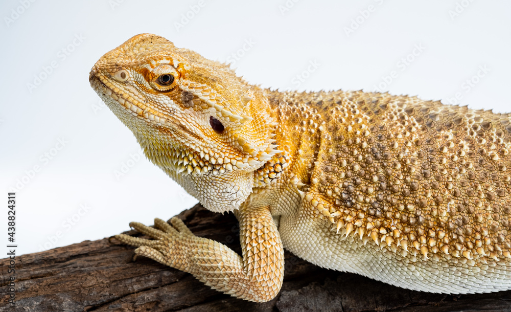 Obraz premium bearded dragon on white background