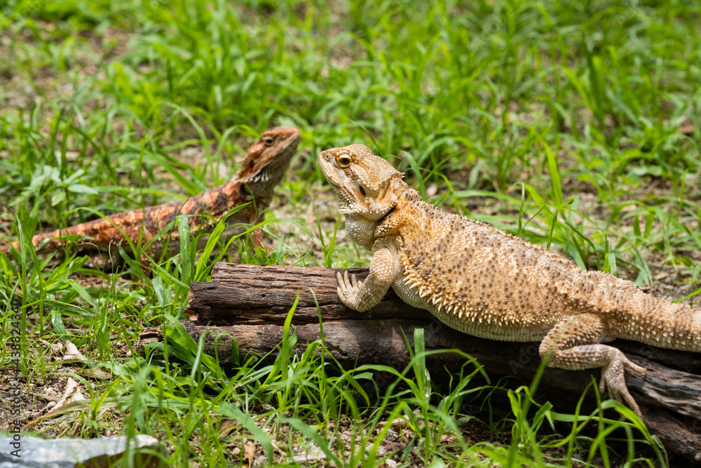 bearded dragon on ground with blur background bearded dragon on ground with blur background
