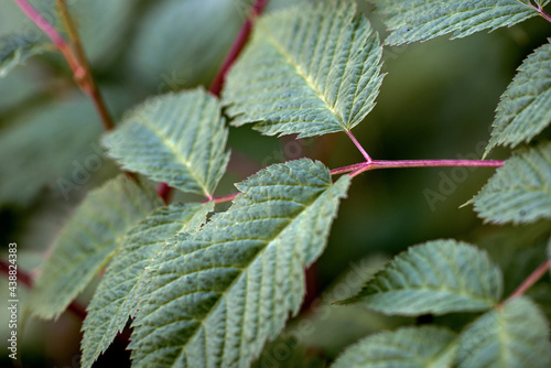Photography leaves of a tree, nacka,sweden,sverige, stockholm