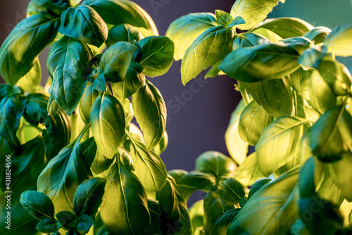Photography basilleaves background, nacka,sweden,sverige, stockholm