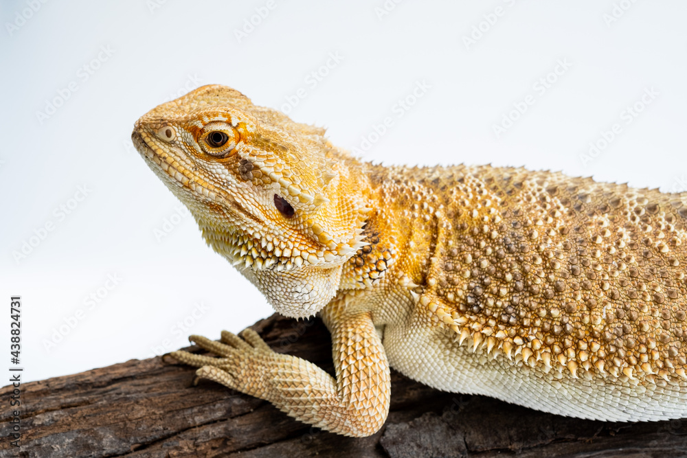 bearded dragon on white background bearded dragon on white background