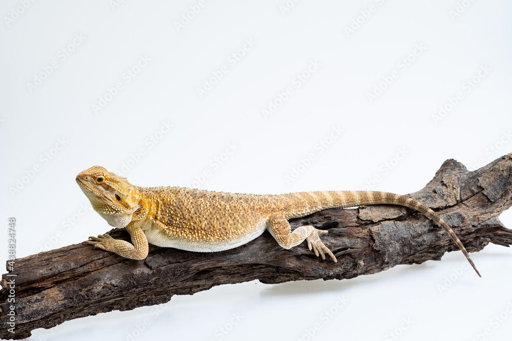 Fototapeta premium bearded dragon on white background