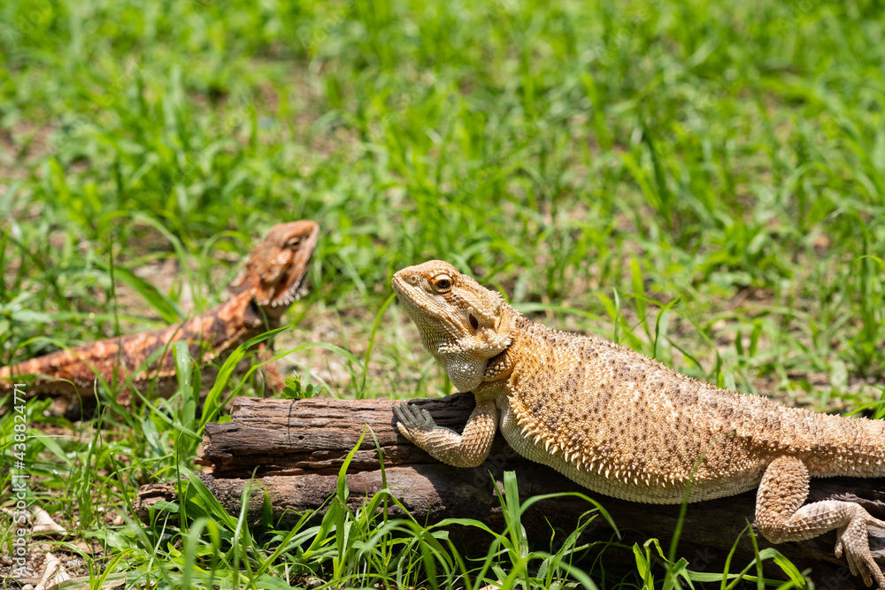 Naklejka premium bearded dragon on ground with blur background