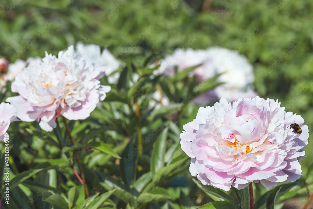 Herbaceous peony Alertie, terry flower, hemispherical, pink to light pink, 13-14 cm in size. Herbaceous peony Alertie, terry flower, hemispherical, pink to light pink, 13-14 cm in size.