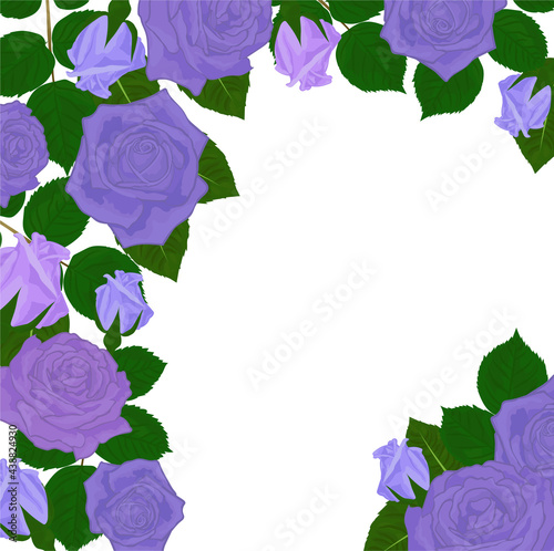 Purple rose flowers and leaves garden frame isolated on white background with textspace. Vector illustration.