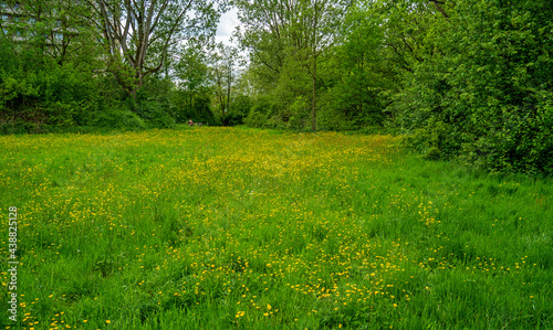 View in the park with meadow with buttercups (Ranunculus) 