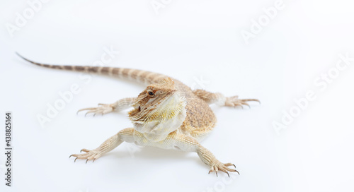 bearded dragon on white background