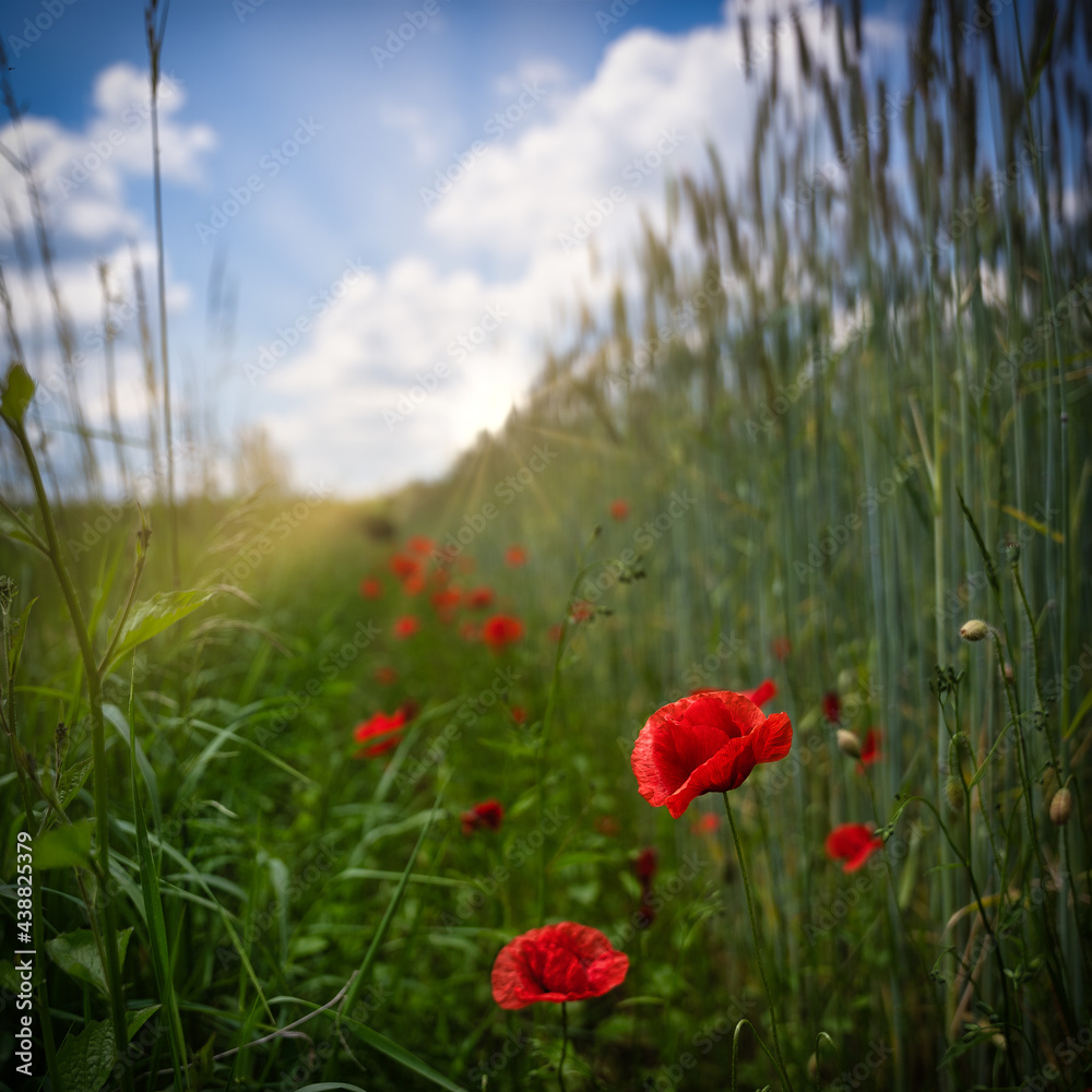 Obraz premium Poppys in a field close up -illuminated by the bright sun on a cloudy day