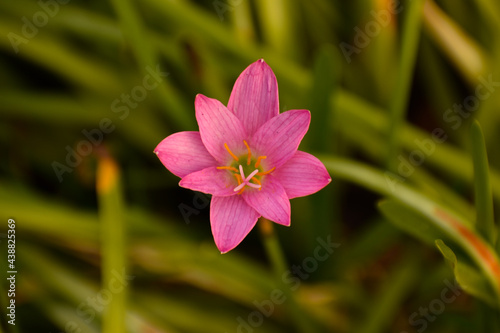 This pink colour flower looks beautiful.