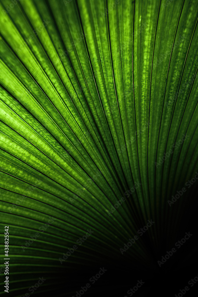 Obraz premium palm leaf in the garden for background