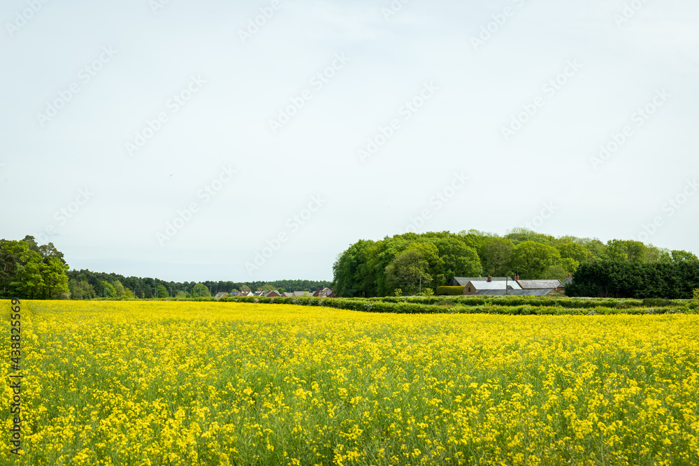 British town landscape view with blooming rapeseed foreground in england uk