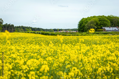 British town landscape view with blooming rapeseed foreground in england uk