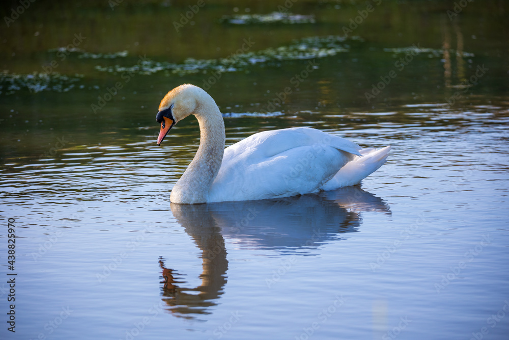 Fototapeta premium Reflection of swimming mute swan