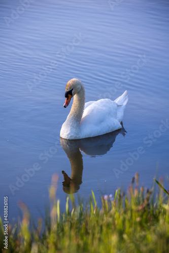 Mute swan reflection in pond water