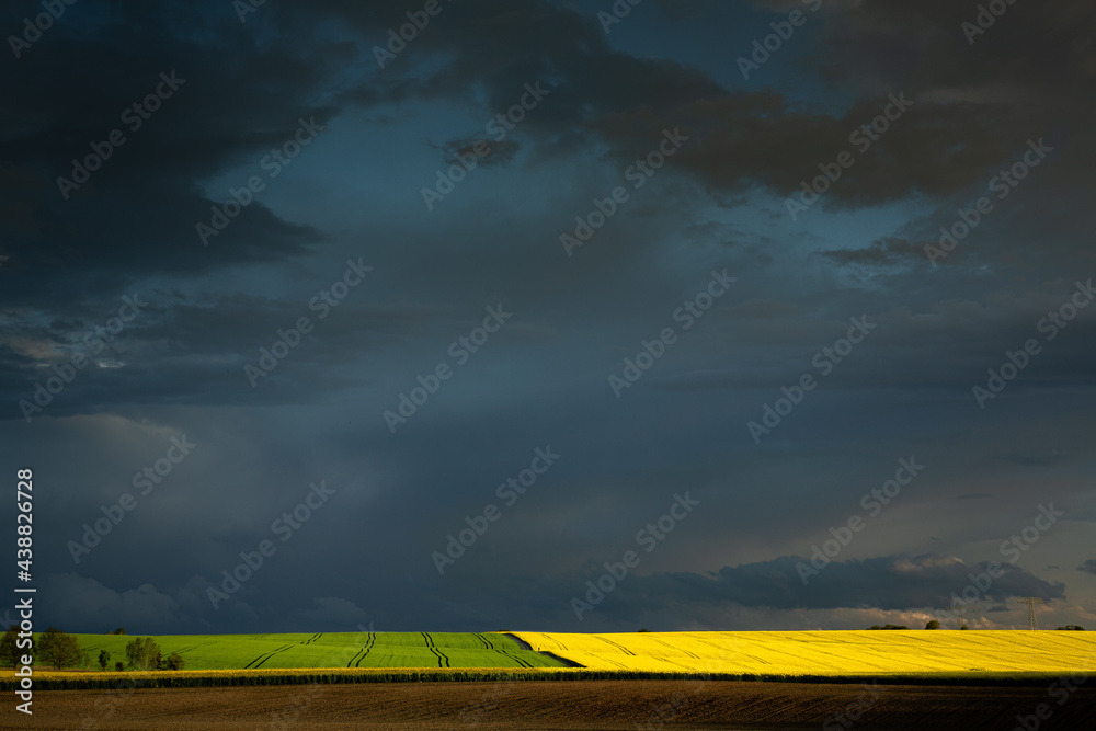 Obraz premium Large rapeseed in the country side during the crop spring season