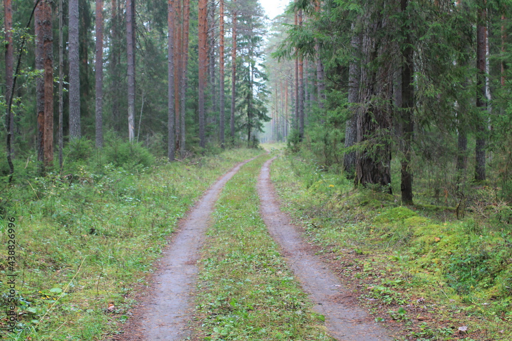 Fototapeta premium path in the forest