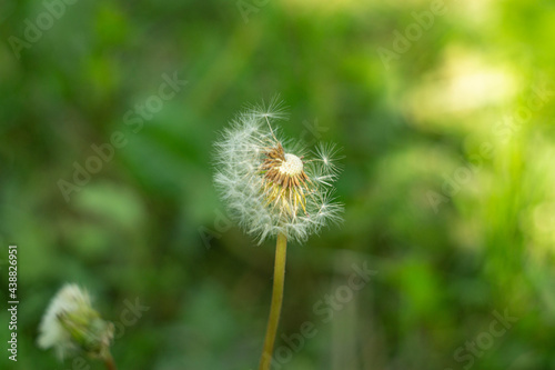 dandelion head