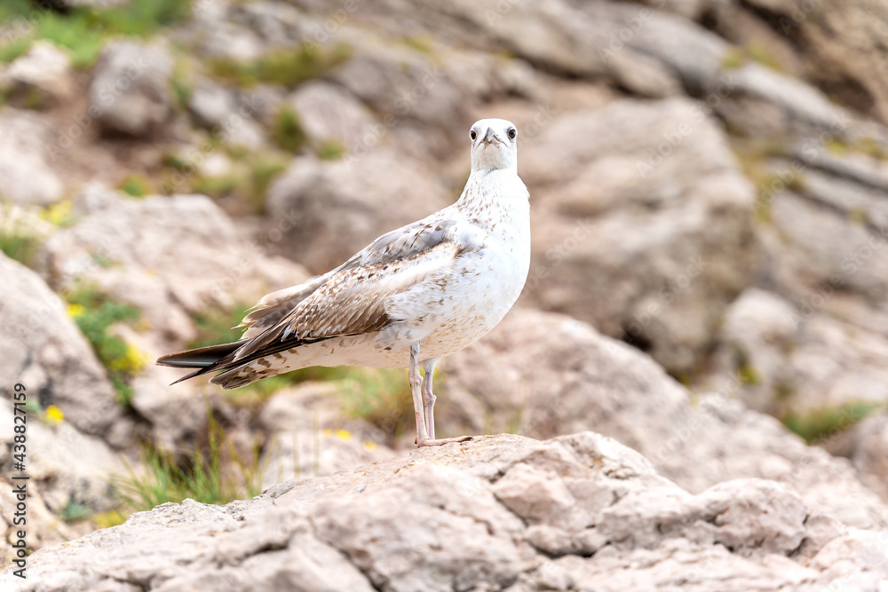 Seagull standing on the top of the cliff. Beautiful backdrop for your design in pastel colors. Wildlife concept.